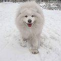 Samojed