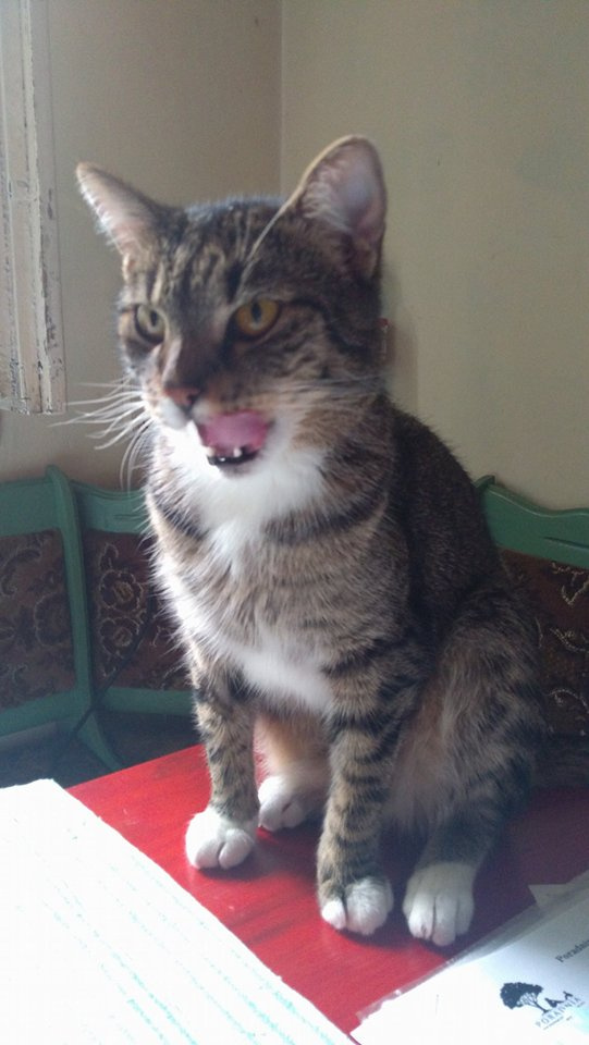 Rubi