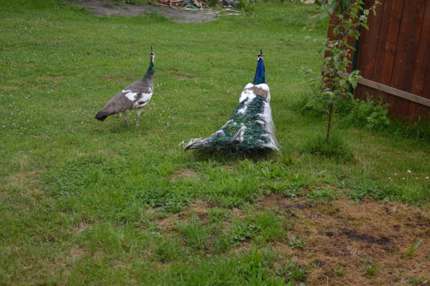 paw niebieski szek (blauer pfau scheck)