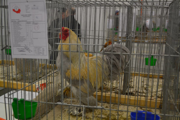 CHAMPION brahma miniaturowa, krajowa wystawa Kielce 2019r (CHAMPION zwerg brahma, Polnische nationale Vogelausstellung Kielce 2019 )