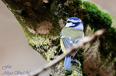 Modraszka w naturze :),- #grubodzioby #zięby #ptaki #zima #natura #fotografia #gile #modraszki #dzwonce alicjaszrednicka-mondritzki