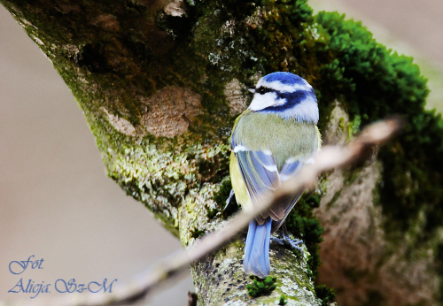 Modraszka w naturze :),- #grubodzioby #zięby #ptaki #zima #natura #fotografia #gile #modraszki #dzwonce alicjaszrednicka-mondritzki