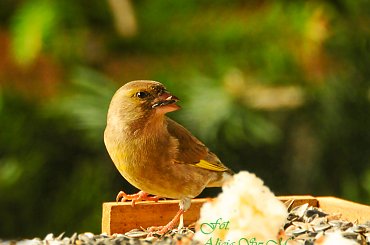 Dzwoniec,- #grubodzioby #zieby #ptaki #zima #natura #fotografia #gile #modraszki #dzwonce alicjaszrednicka-mondritzki