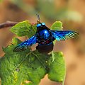 Jeden z najfajniejszych owadów jakie widziałem w życiu. Spotkany na Sri Lance. www.czterykranceswiata.com