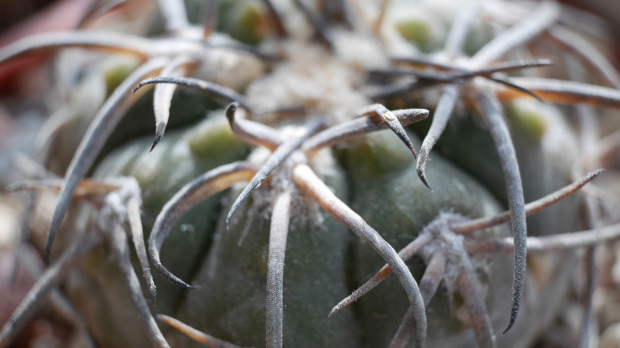 Gymnocalycium Spegazinii