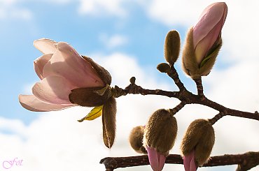Magnolie #wiosna2019 #magnolie #natura #drzewa #kwiaty