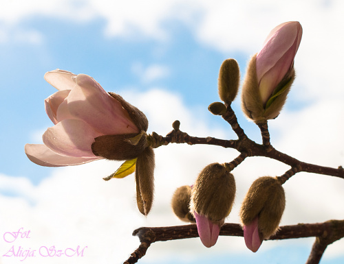 Magnolie #wiosna2019 #magnolie #natura #drzewa #kwiaty