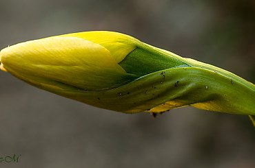 "wykluwajacy sie" Narcyz.. #wiosna #porzeczki #krzewy #narcyze #cesarskakorona #ogrody #natura #przyroda