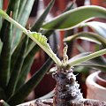 Dorstenia foetida