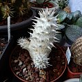 Pachypodium saundersii