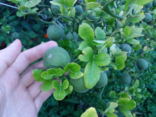 trifoliata unripe fruits