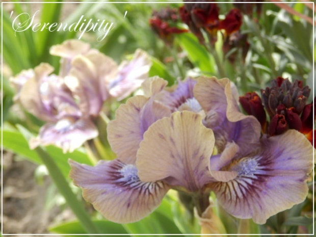 iris serendipity
