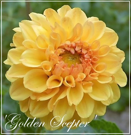 dahlia 'golden scepter'