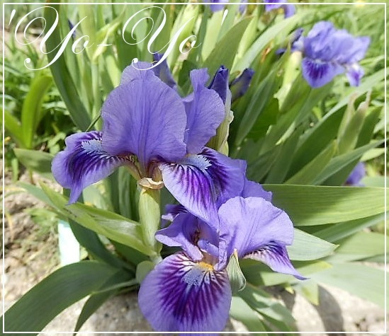 iris yo-yo