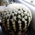 Echinocactus grusonii 'intermedia'