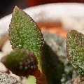 Adromischus marianiae herrei 'Coffeebean'