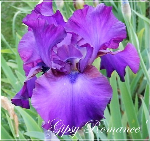 iris gipsy romance