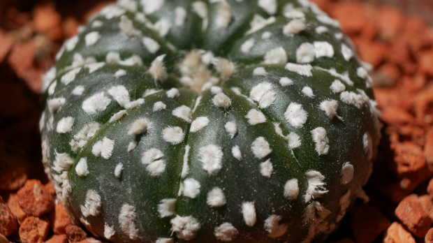 Astrophytum Supercabuto