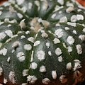 Astrophytum Supercabuto