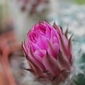 Echinocereus pulchellus