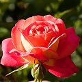 Roze w moim ogrodzie.. #roze #ogrody #natura