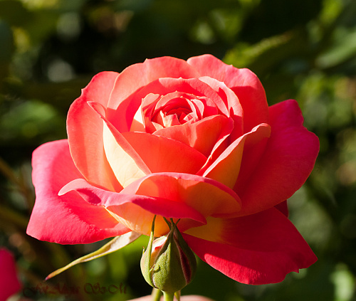 Roze w moim ogrodzie.. #roze #ogrody #natura