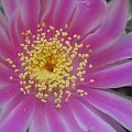 Echinocereus pulchellus ssp. venustus