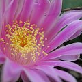 Echinocereus pulchellus ssp. venustus