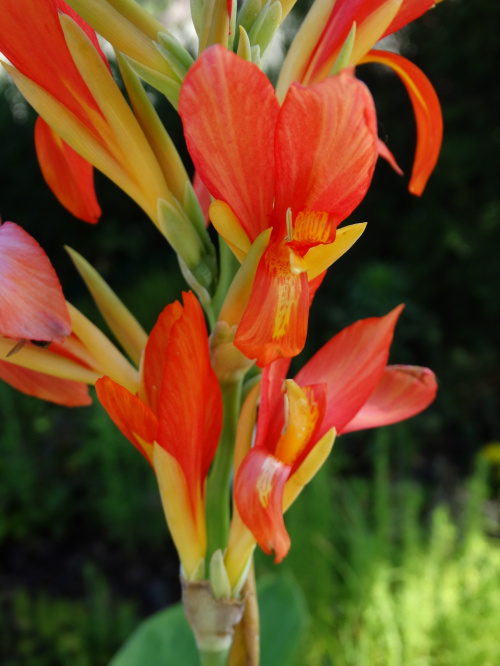 Canna Queen Charlotte