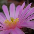 Echinocereus pulchellus ssp. venustus