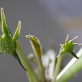 Dorstenia foetida