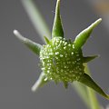 Dorstenia foetida