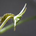 Dorstenia foetida