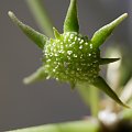 Dorstenia foetida