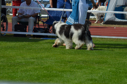 Obrazek