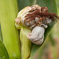 grzyb na kukurydzy #kukurydzianegrzyby #kukurydza #pasozyty #natura