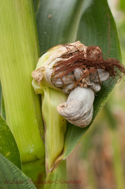 grzyb na kukurydzy #kukurydzianegrzyby #kukurydza #pasozyty #natura
