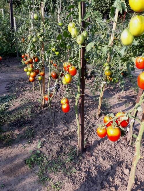 Pomidory_2019