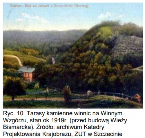 winnice_szczecina