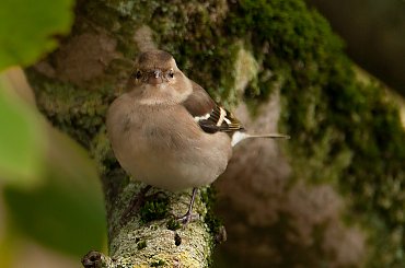 Zieba,- #ptaki #Fink #zieby #kowalik #rudzik