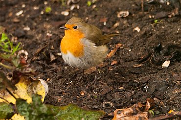 Rudzik,- #ptaki #Fink #zieby #kowalik