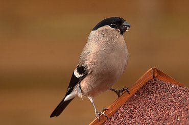 #ptaki #buchfink #zieby #kowaliki #bogatki #natura #przyroda