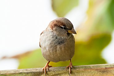 #ptaki #buchfink #zieby #kowaliki #bogatki #natura #przyroda