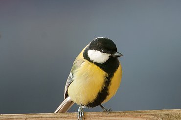 #ptaki #buchfink #zieby #kowaliki #bogatki #natura #przyroda