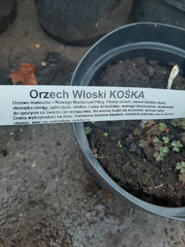 Kośka