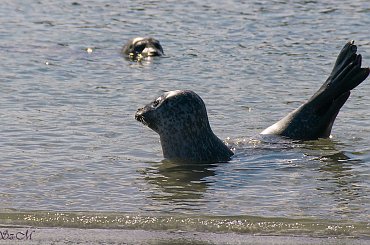 Seehundbänke,kolonia fok nieopodal Helgoland ,maja osobna wysepke i wielka plaze ,odpowiednie warunki ale i tam ludzie doplywaja i ich spokoj naruszaja/miedzy innymi i ja tam bylam/ #foki #seehunde #robben #morze #wyspy #helgoland