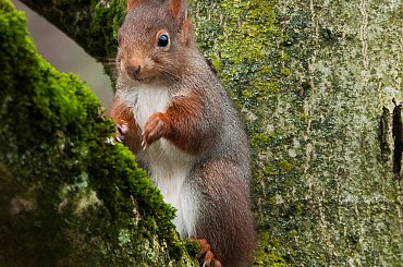 wiewiorka na orzechowym drzewie... #wiewiork #zwierzeta #przyroda #ogrody #jesien