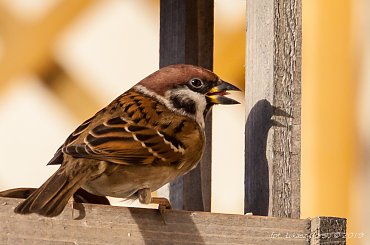 Mazurek #mazurek #ptaki