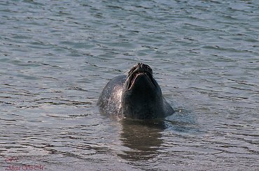 Seehundbänke,kolonia fok nieopodal Helgoland ,maja osobna wysepke i wielka plaze ,odpowiednie warunki #foki #seehunde #robben #morze #wyspy #helgoland