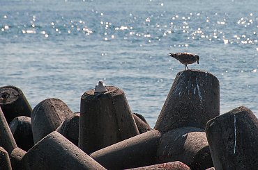 Foki maja towarzystwo roznych ptakow jak mewy,kormorany i tp.. #foki #seehunde #robben #morze #wyspy #helgoland